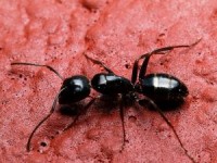 Наблюдение за муравьями